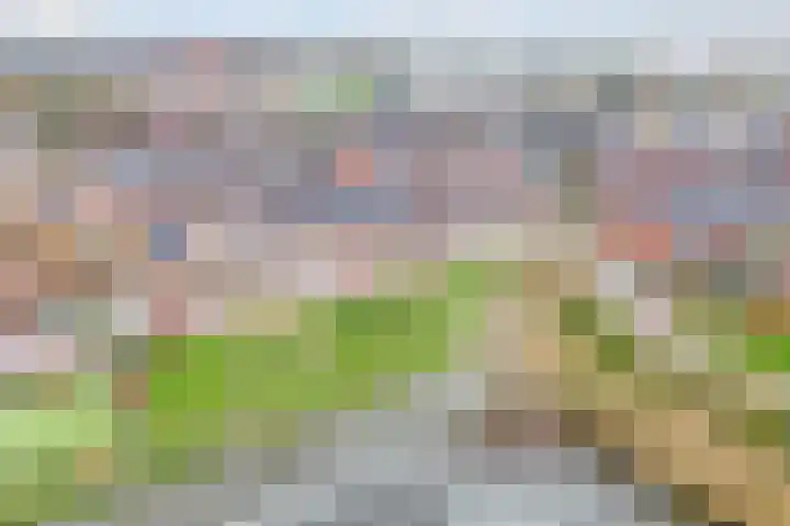 Kraagroos 10 Zevenhuizen thumbnail 50