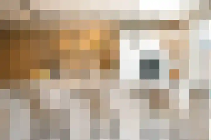 Kraagroos 10 Zevenhuizen thumbnail 8