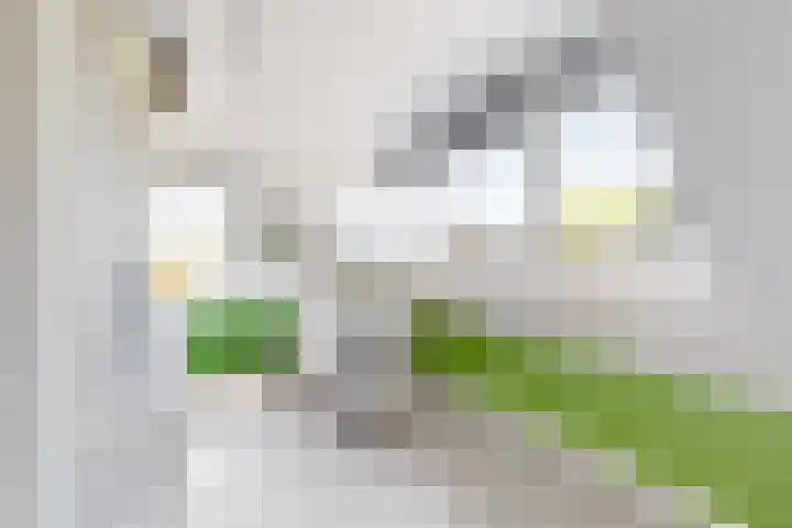 Kraaiendijk 7 Heijningen thumbnail 45