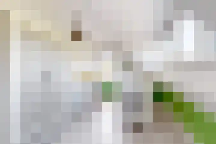 Kraaiendijk 7 Heijningen thumbnail 46