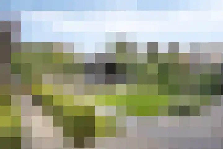 Kraaienest 9 Oss thumbnail 39