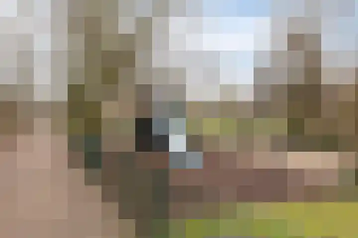 Kraaiensteinlaan 161 Arnhem thumbnail 37