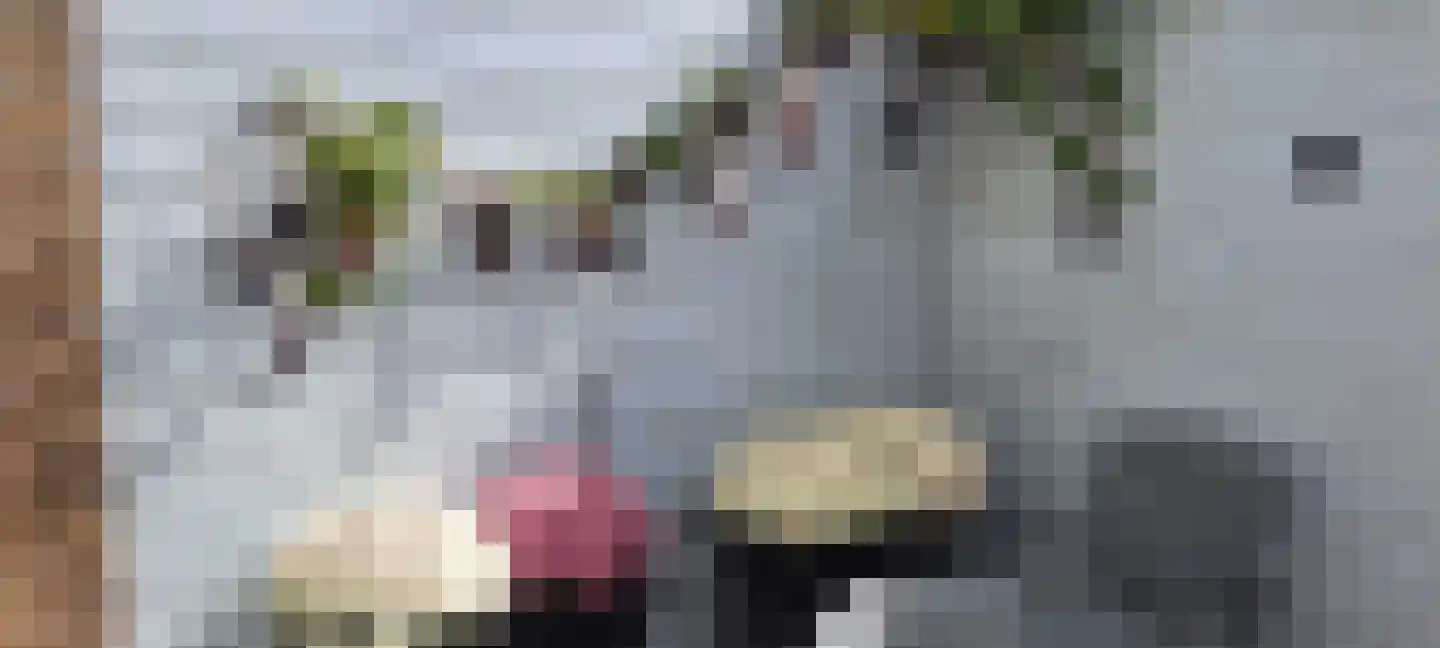 Kraaiheide 10 Julianadorp thumbnail 25