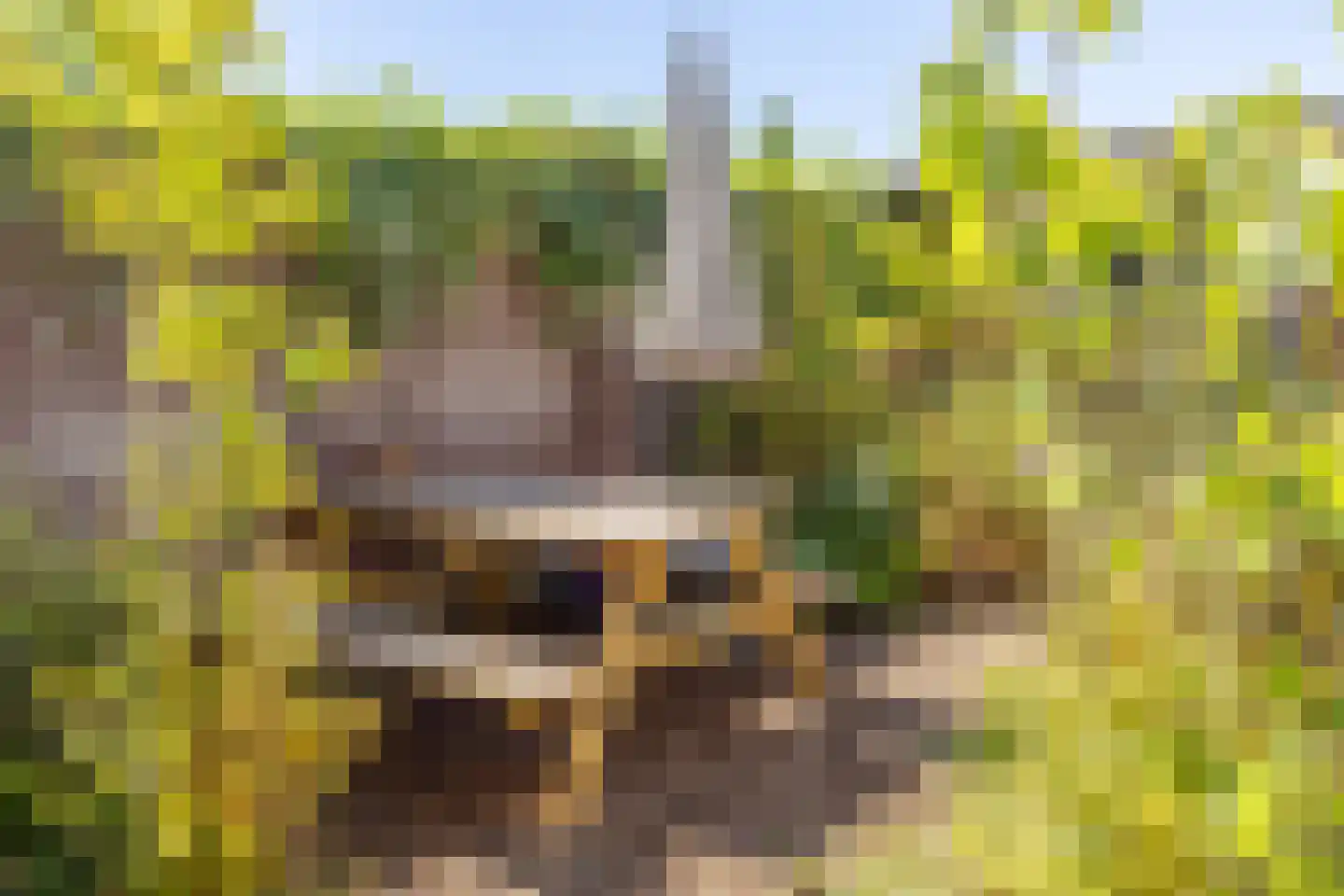 Kraaijenberg 8513 Wijchen thumbnail 27