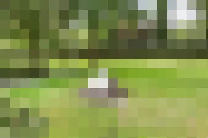 Kraaijenberg 9309 Wijchen thumbnail 30