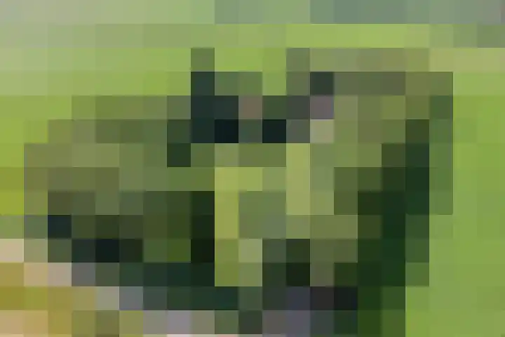 Kraaijerdijk 2 Melissant foto 2