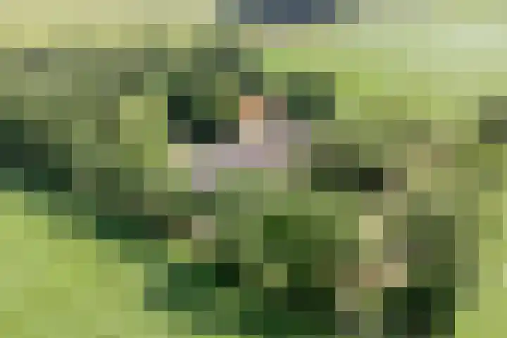 Kraaijerdijk 2 Melissant thumbnail 4