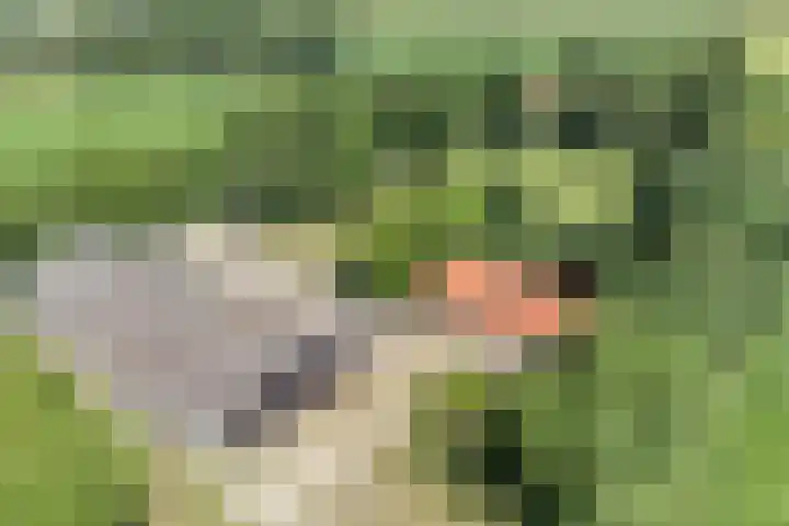 Kraaijerdijk 2 Melissant thumbnail 6