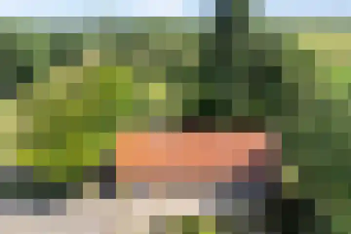 Kraaijerdijk 2 Melissant thumbnail 7