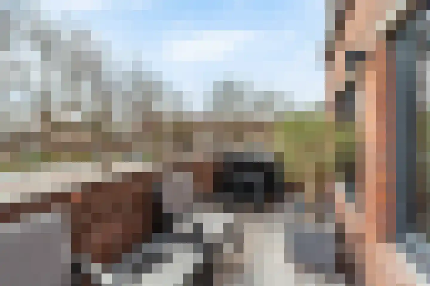 Kraaijesteijn 132 Honselersdijk thumbnail 28