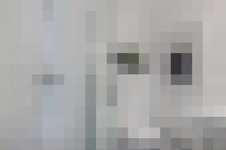 Kraanbolwerkhof 23 Zwolle thumbnail 27