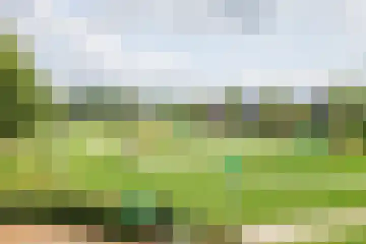 Kraanvogel 22 Boekel thumbnail 31