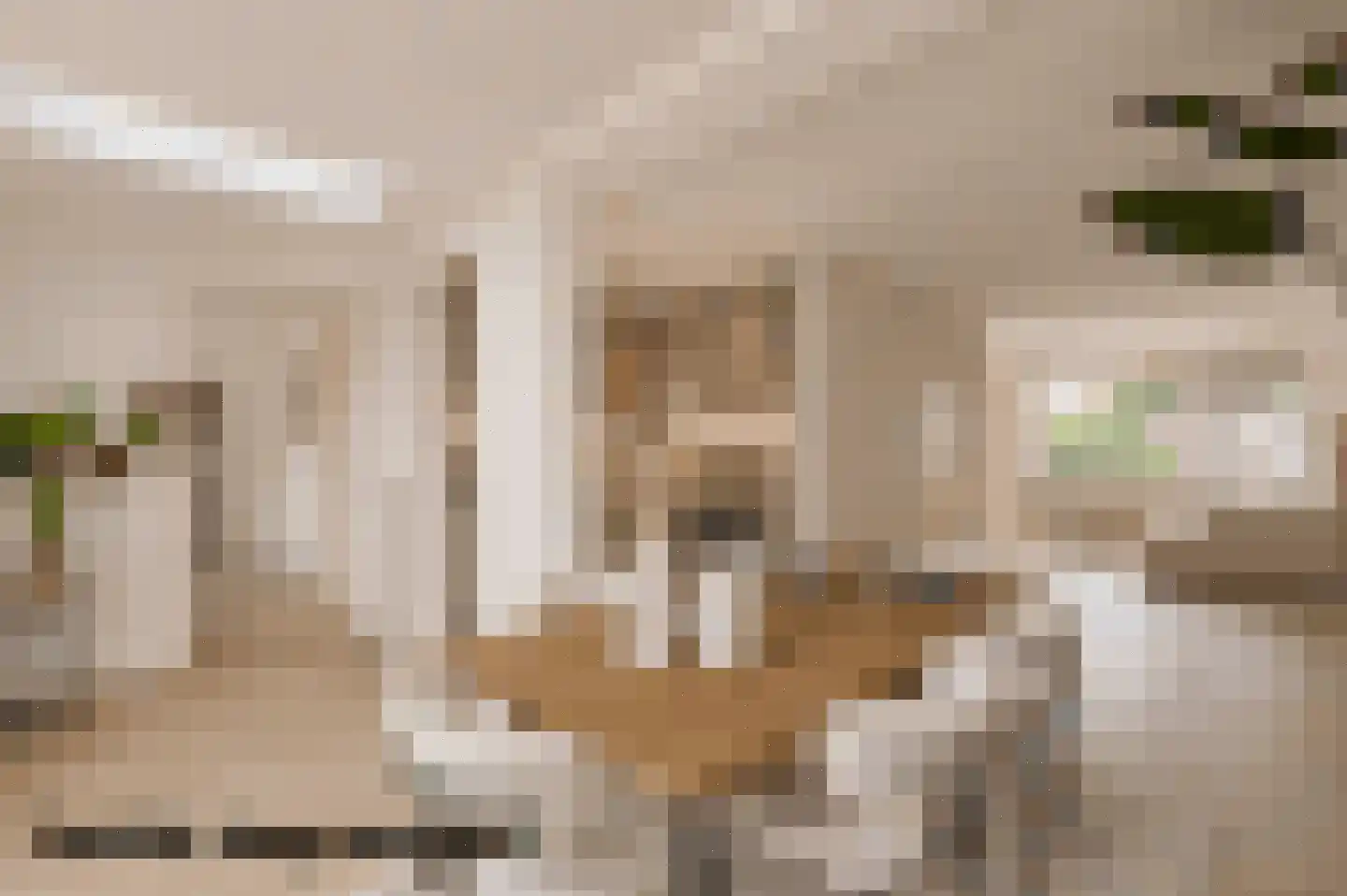 Kraanvogel 23 Breda thumbnail 17
