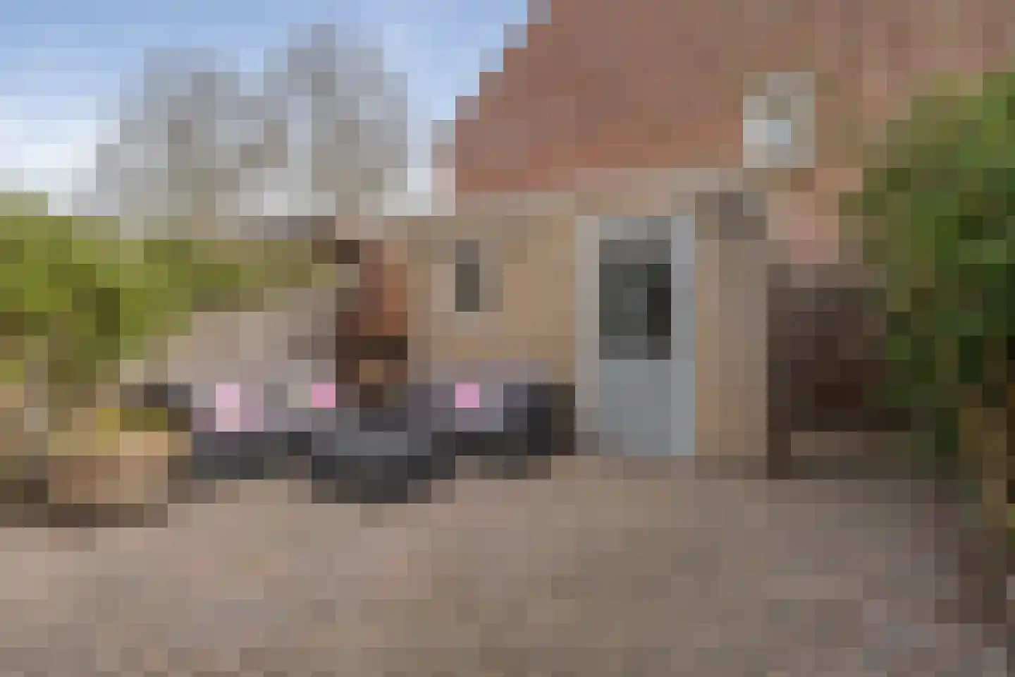 Kraanvogel 43 Etten-Leur thumbnail 44
