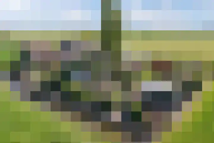 Krabbedyk 4 dans Wommels