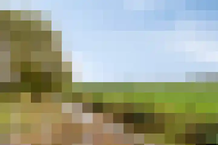 Krabbelaar 3 Uden thumbnail 49