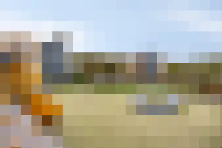 Krabbelaar 3 Uden thumbnail 53