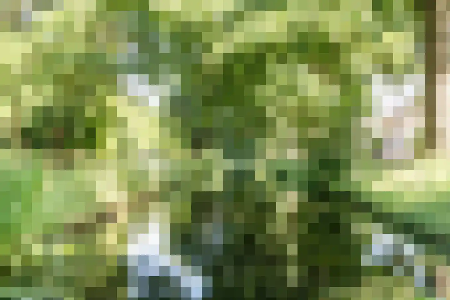 Krabbelaar 30 Sliedrecht thumbnail 33