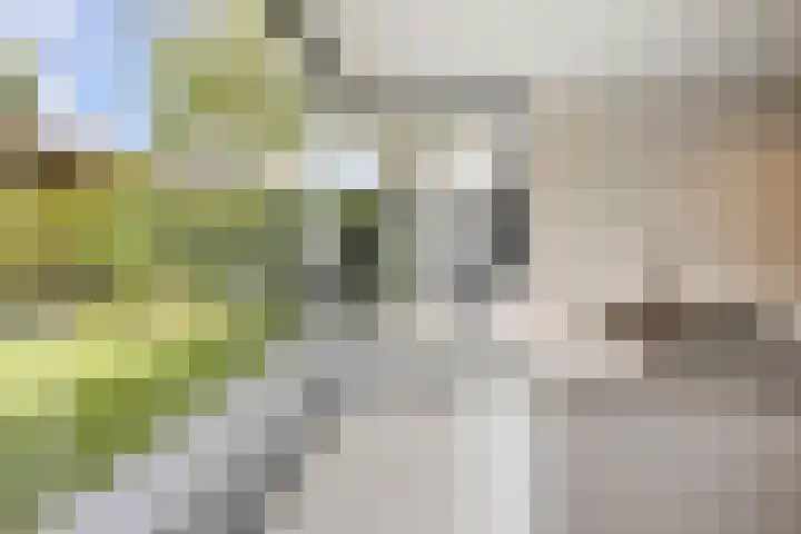 Krabbenhoek 17 Heesch thumbnail 18