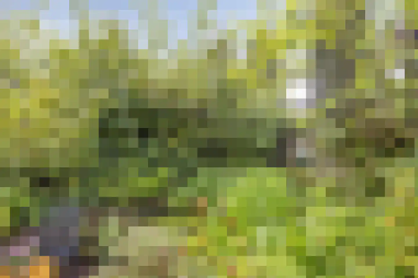 Krabbescheer 30 Kampen thumbnail 24
