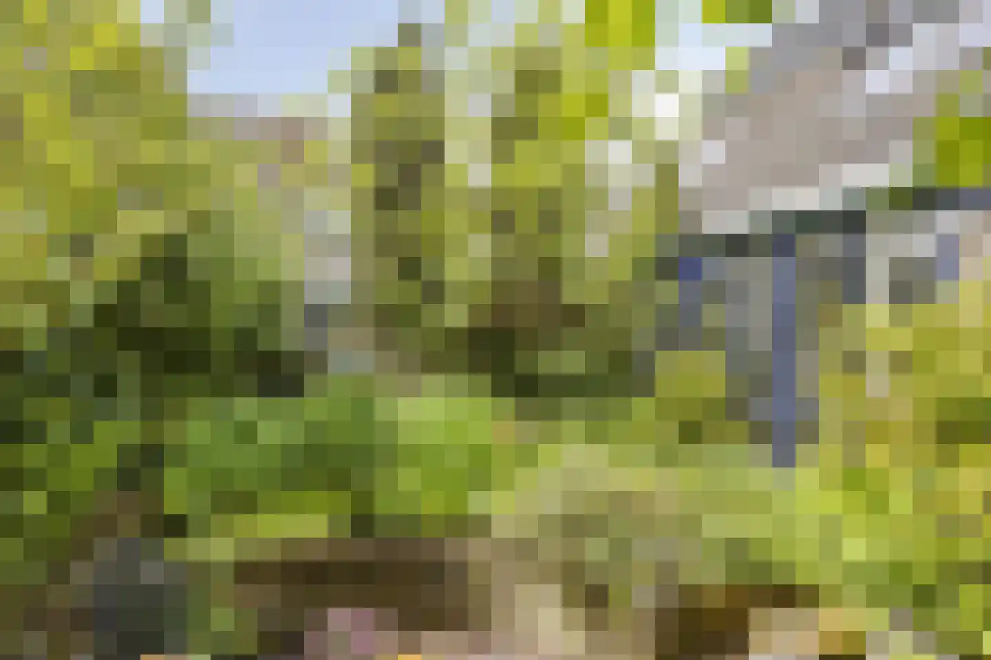 Krabbescheer 30 Kampen thumbnail 25