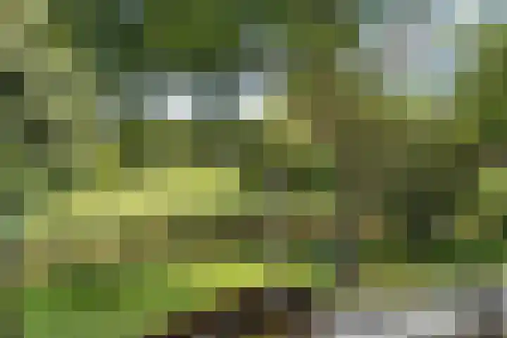 Krabbescheer 33 Kampen thumbnail 21