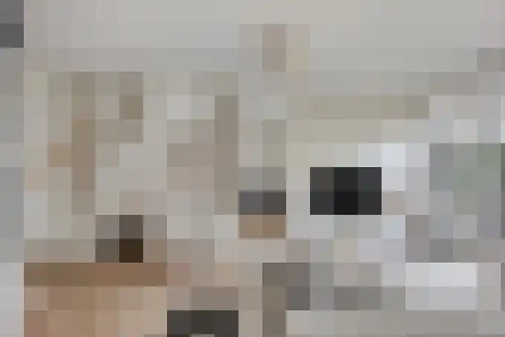 Krabbescheer 34 Alphen aan den Rijn thumbnail 15