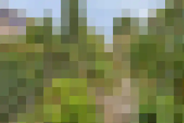Krabbescheer 36 Kampen thumbnail 19