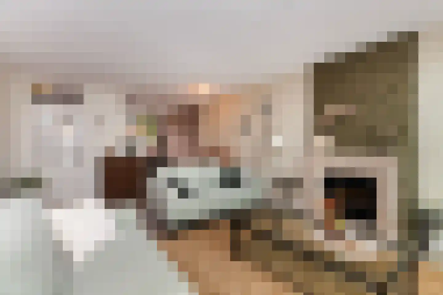 Krabbescheer 41 Alblasserdam thumbnail 16