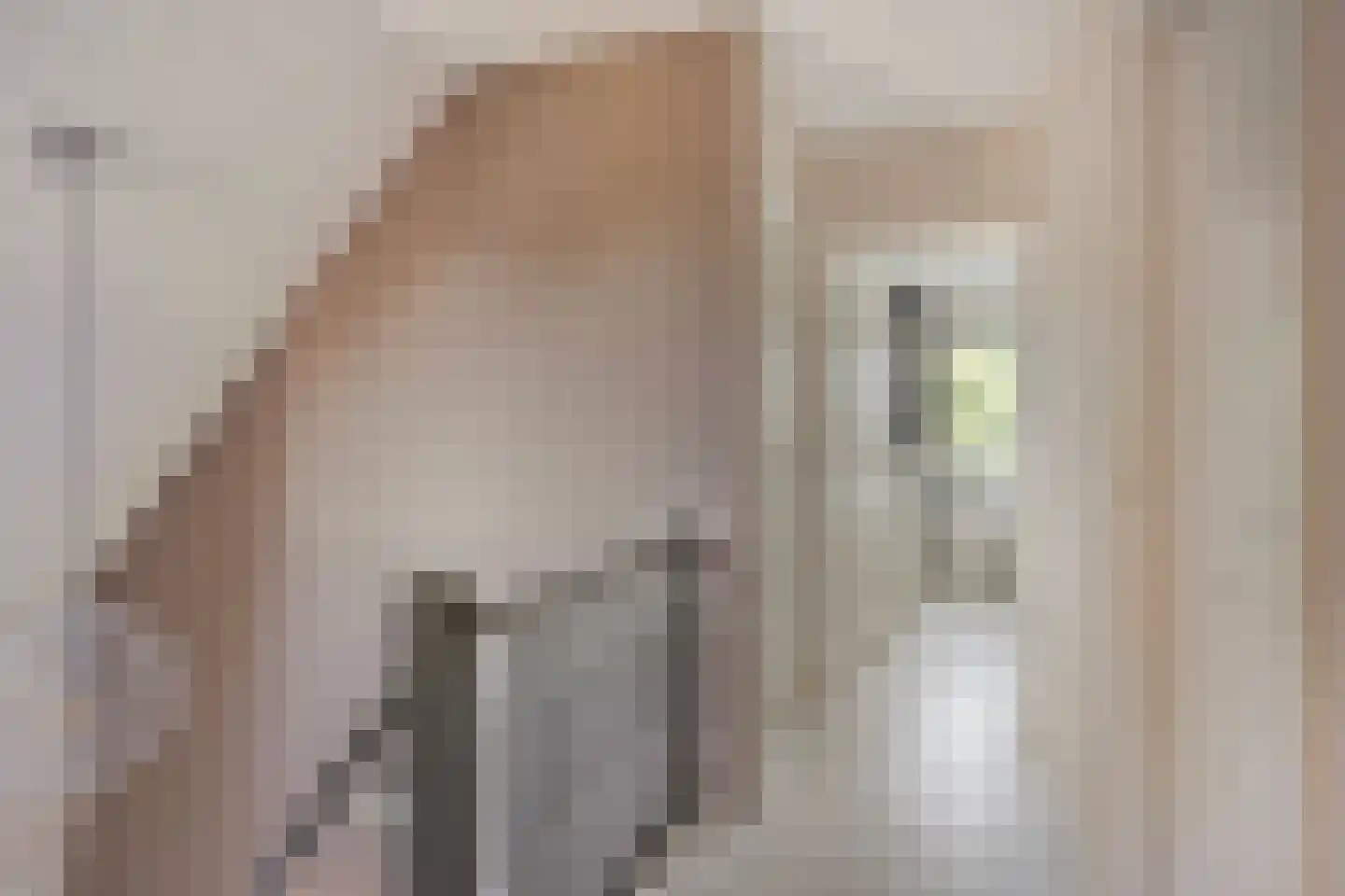 Krabbescheer 43 Kampen thumbnail 27