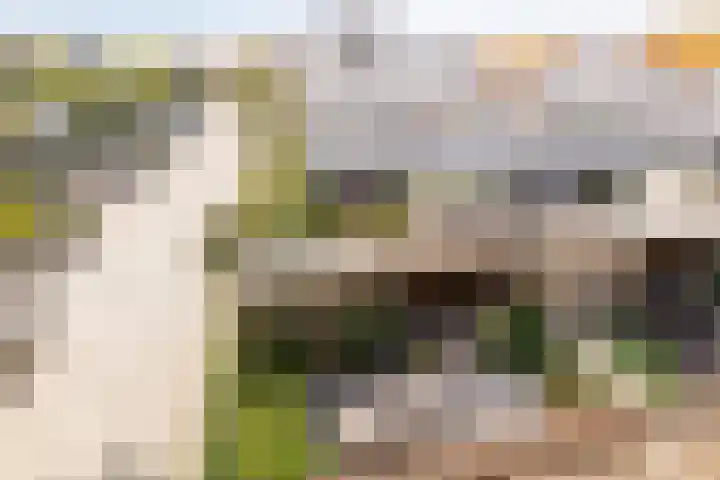 Krabbescheer 66 Alphen aan den Rijn thumbnail 43