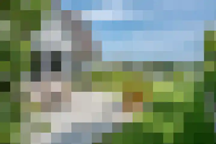 Kraggepad 25 Scheerwolde thumbnail 48