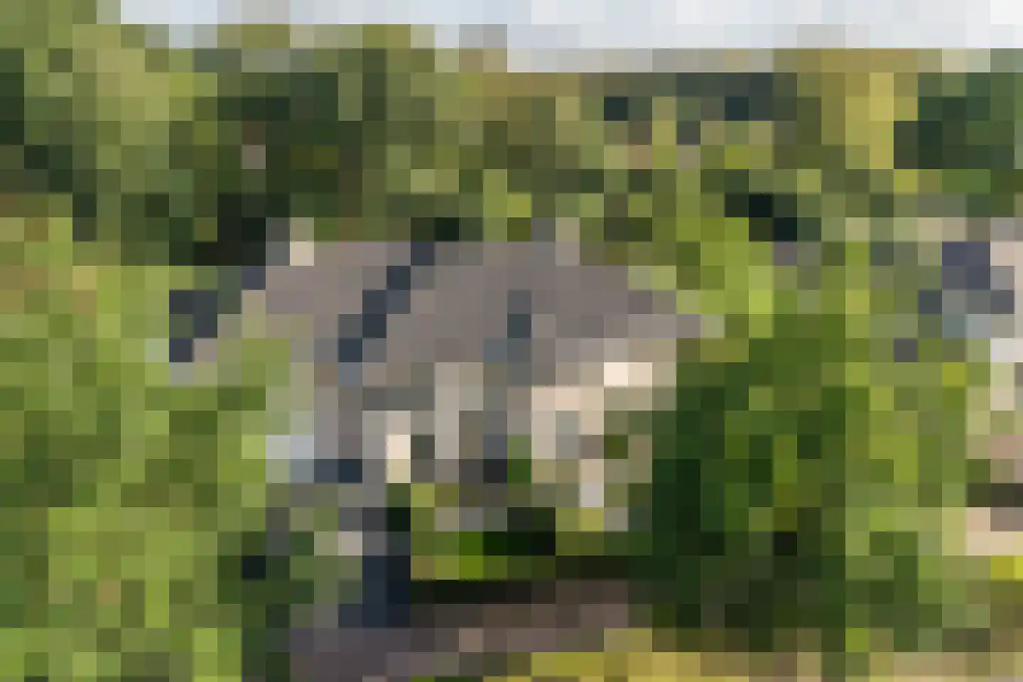 Kraijesteijnlaan 35 Rozendaal thumbnail 81
