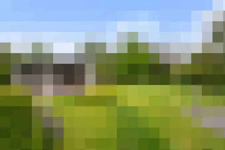 Krakestee 8 Oud-Beijerland thumbnail 36