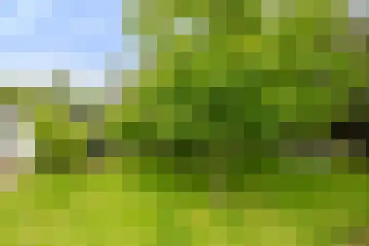 Krakestee 8 Oud-Beijerland thumbnail 47