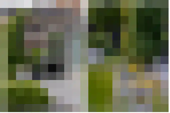 Kramsvogel 22 Hardinxveld-Giessendam thumbnail 44