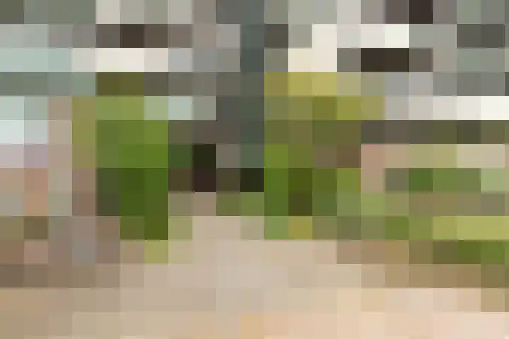 Kramsvogel 29 Eijsden thumbnail 22