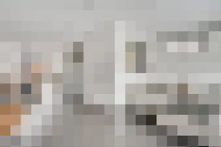 Kramsvogel 29 Eijsden thumbnail 7