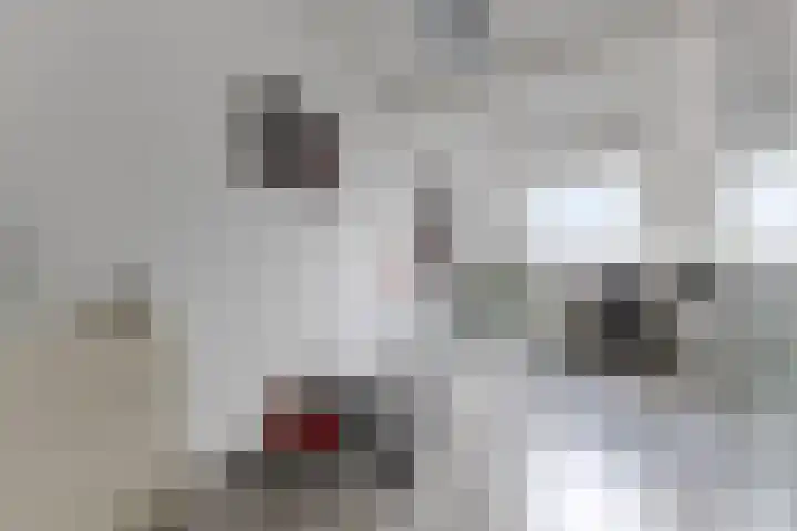 Kranenbroekhof 17 Zaandam thumbnail 32