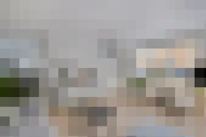 Kransvederkruid 20 Amersfoort thumbnail 10