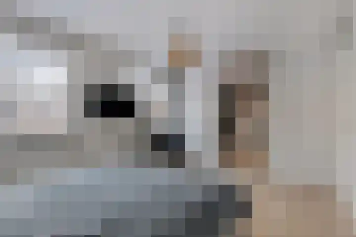 Kransvederkruid 20 Amersfoort thumbnail 17