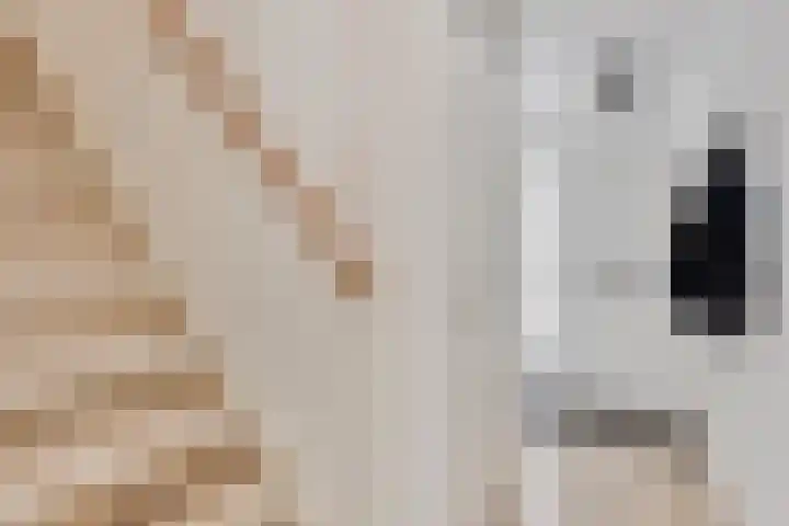 Kransvederkruid 20 Amersfoort thumbnail 5