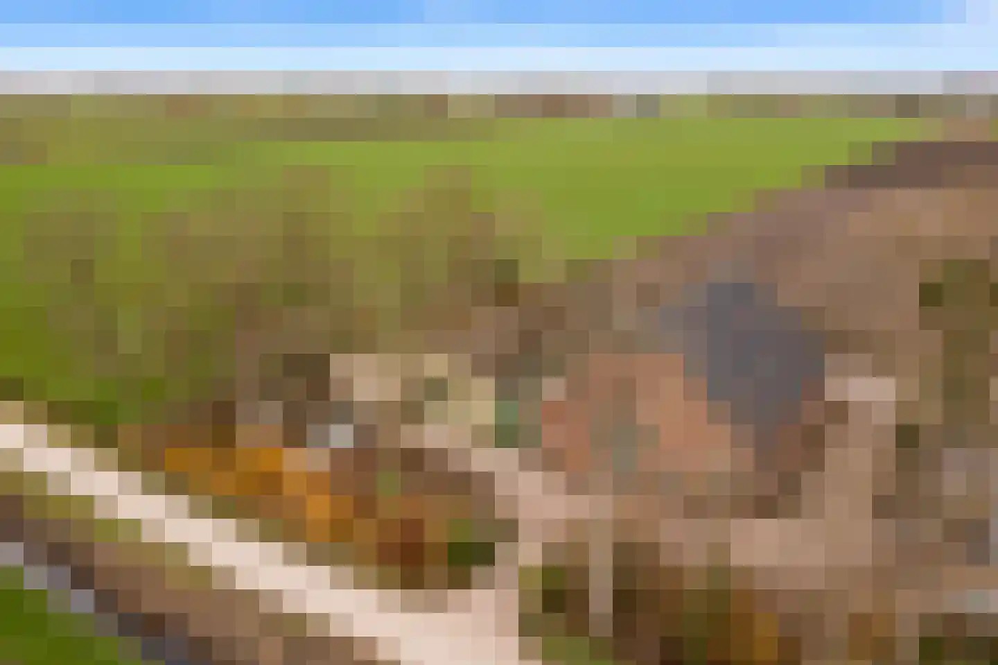 Krauwelsgors 2 Langeweg thumbnail 13