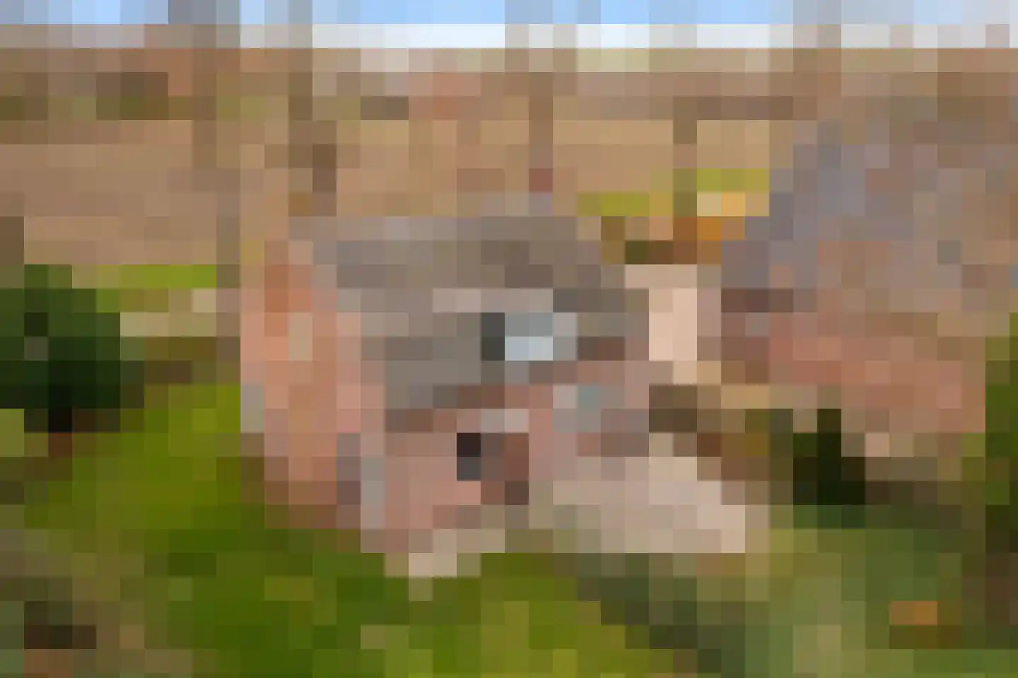 Krauwelsgors 2 Langeweg thumbnail 18