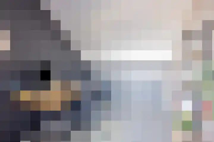 Kreeft 16 Klazienaveen thumbnail 21