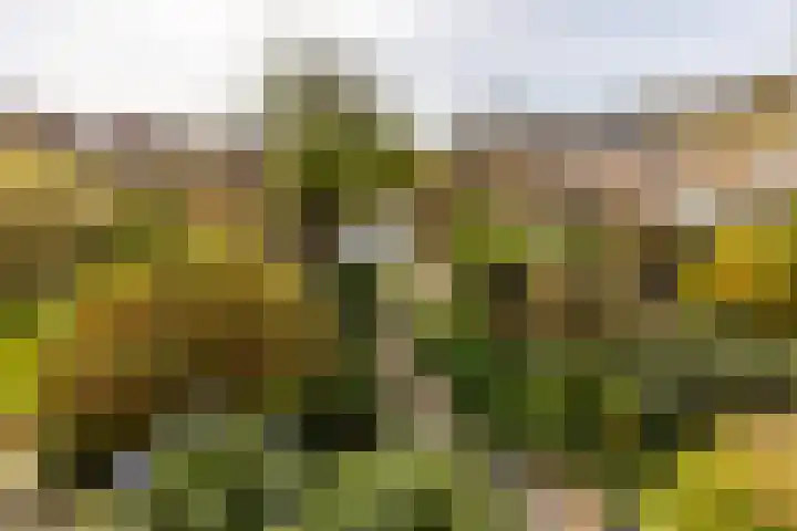 Kreek 30 Brielle foto 2