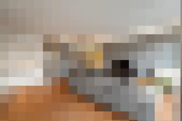 Kreekwaard 45 Alkmaar thumbnail 11