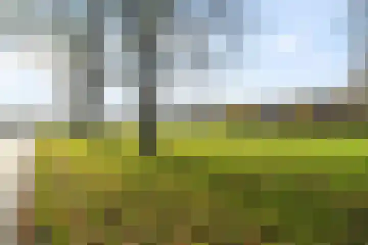Kreekwaard 45 Alkmaar thumbnail 29