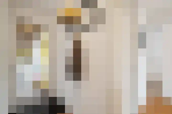 Kreekwaard 45 Alkmaar thumbnail 6