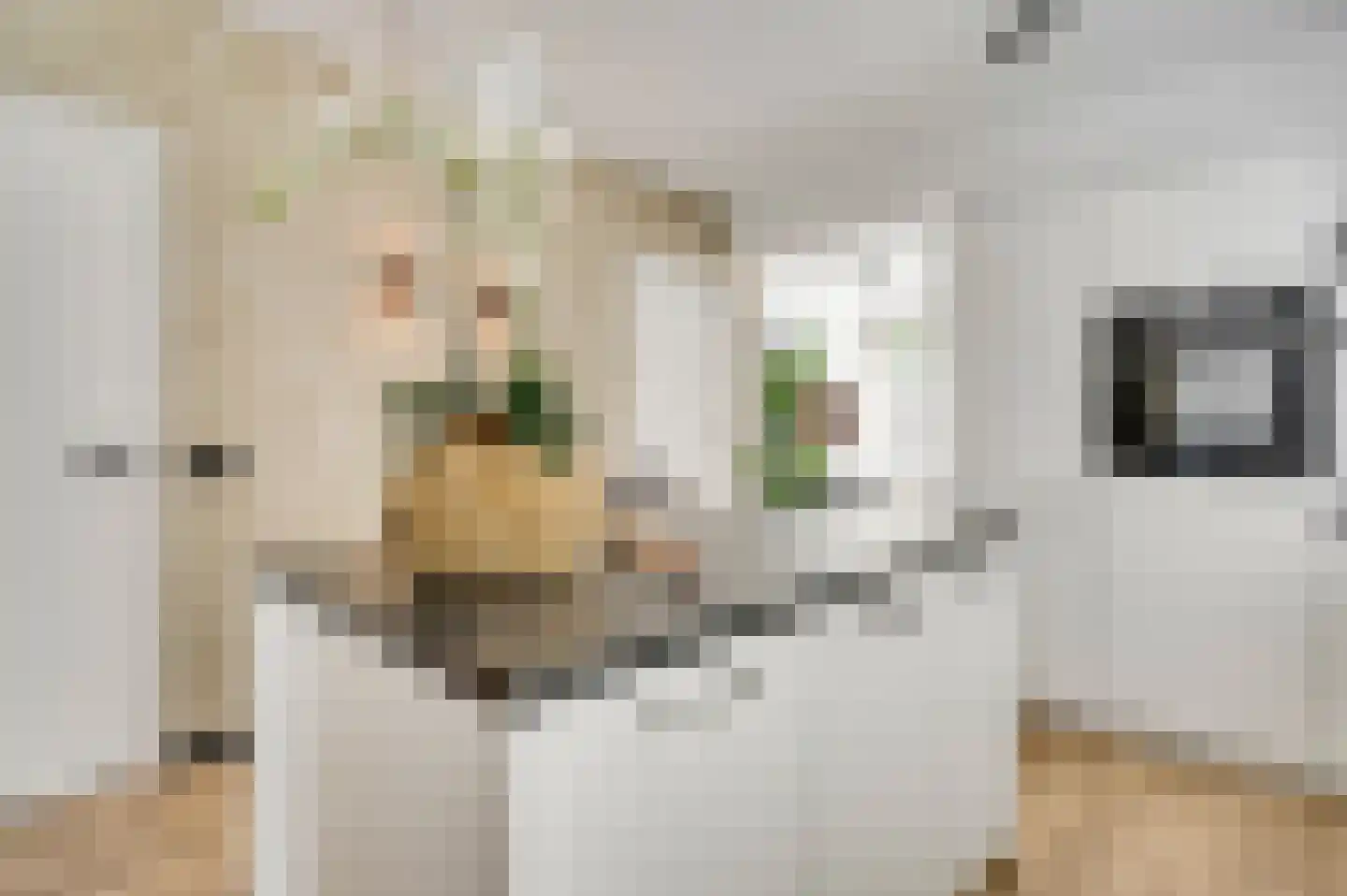 Kreijerstraat 16 Echt thumbnail 8
